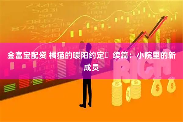 金富宝配资 橘猫的暖阳约定・续篇：小院里的新成员